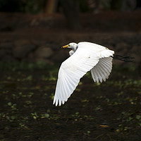Buy canvas prints of egret in flight by Brent Olson