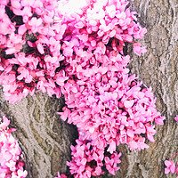 Buy canvas prints of  Redbud flowers by Brent Olson