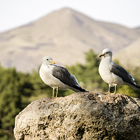 Buy canvas prints of  Seagulls on a rock by Brent Olson