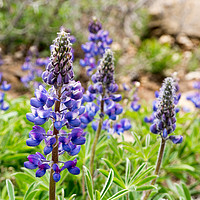 Buy canvas prints of  Dwarf Lupin by Brent Olson