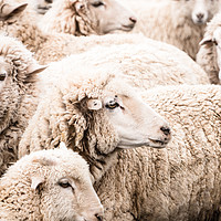 Buy canvas prints of  Sheep by Brent Olson