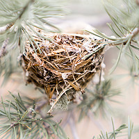 Buy canvas prints of  A little nest by Brent Olson