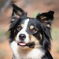 Buy canvas prints of  Border Collie Portrait by Brent Olson