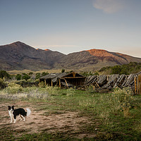 Buy canvas prints of  Ranch Dog by Brent Olson