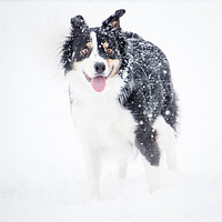 Buy canvas prints of Border Collie in the snow by Brent Olson