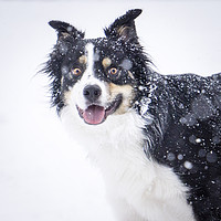 Buy canvas prints of border collie in the snow by Brent Olson