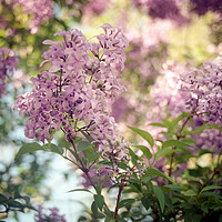 Buy canvas prints of springtime lilacs by Brent Olson