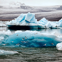 Buy canvas prints of Icebergs and birds by Brent Olson
