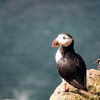 Buy canvas prints of Puffin by Brent Olson