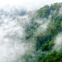 Buy canvas prints of Rain Forest Fog by Brent Olson