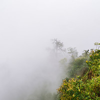Buy canvas prints of rainforest fog by Brent Olson