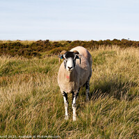 Buy canvas prints of Sheep in Outdoor field Derbyshire by Kevin Round