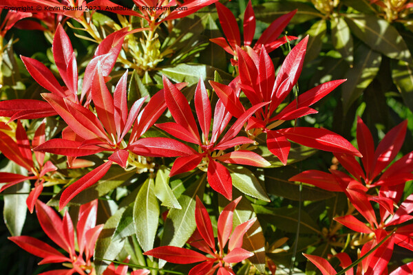 Pieris Japonica Picture Board by Kevin Round