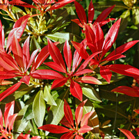 Buy canvas prints of Pieris Japonica by Kevin Round