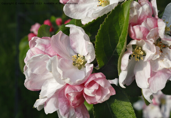Apple blossom plant flower Picture Board by Kevin Round