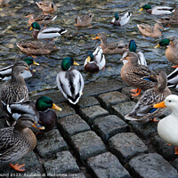 Buy canvas prints of Ducks in Castleton by Kevin Round