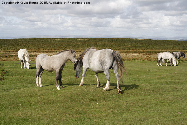 Wild horses on the Gower Peninsula in Wales, UK Picture Board by Kevin Round
