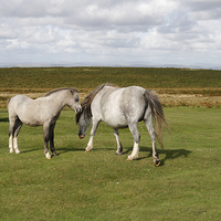 Buy canvas prints of Wild horses on the Gower Peninsula in Wales, UK by Kevin Round