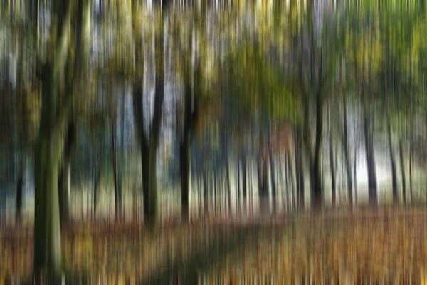 Woodland Blur Picture Board by Kevin Round