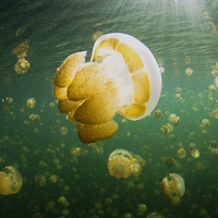 Buy canvas prints of Palau Jellyfish Lake Jelly Fish by Super Jolly