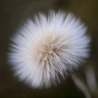 Buy canvas prints of Sow Thistle, Dandelion by Chris Watson