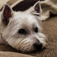 Buy canvas prints of Portrait of a dosing westie by Chris Watson