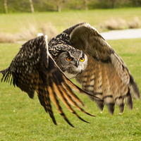 Buy canvas prints of Eagle Owl in Flight by Chris Watson
