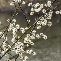 Buy canvas prints of Willow catkins by Chris Watson