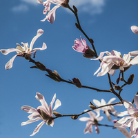 Buy canvas prints of Pink blossom against a blue sky by Chris Watson
