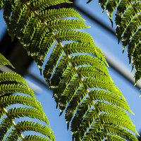 Buy canvas prints of Green ferns, Blue sky by Chris Watson