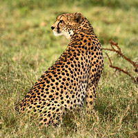 Buy canvas prints of  Cheetah waiting for prey by Sally Stevens