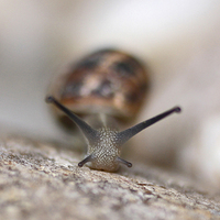 Buy canvas prints of Emerging Snail by Sally Stevens