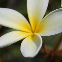 Buy canvas prints of Yellow Hawaii sweet plumeria flower by Terrance Lum