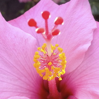 Buy canvas prints of  Pink Hawaiian Hibiscus Rising by Terrance Lum