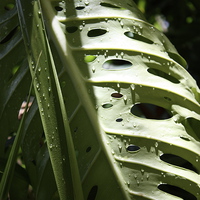 Buy canvas prints of  Monstera in the Morning by Terrance Lum