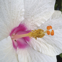 Buy canvas prints of  White Hibiscus Bloom by Terrance Lum