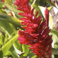 Buy canvas prints of  Vibrant Tropical Torch Ginger on Fire by Terrance Lum