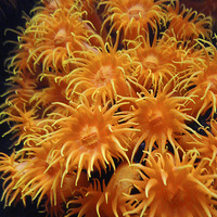 Buy canvas prints of Orange Sea Anemone from Pacific Ocean by Terrance Lum