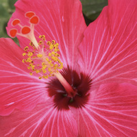 Buy canvas prints of  Red Hibiscus Blooming in Hawaii Paradise by Terrance Lum