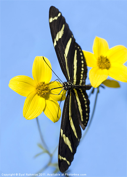 A zebra longwing butterfly, Heliconius charitonius Picture Board by Eyal Nahmias