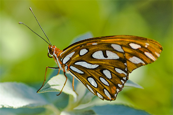 Agraulis Vanillae, Gulf Fritillary Butterfly Picture Board by Eyal Nahmias