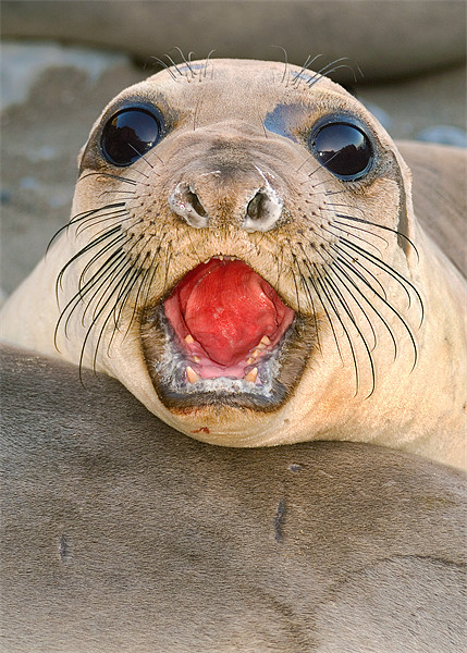 Northern Elephant seal female, Mirounga angustiros Picture Board by Eyal Nahmias