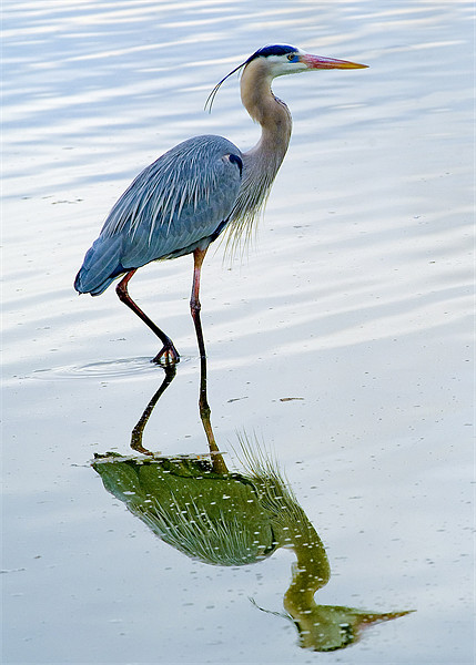 Blue Heron reflection Picture Board by Eyal Nahmias