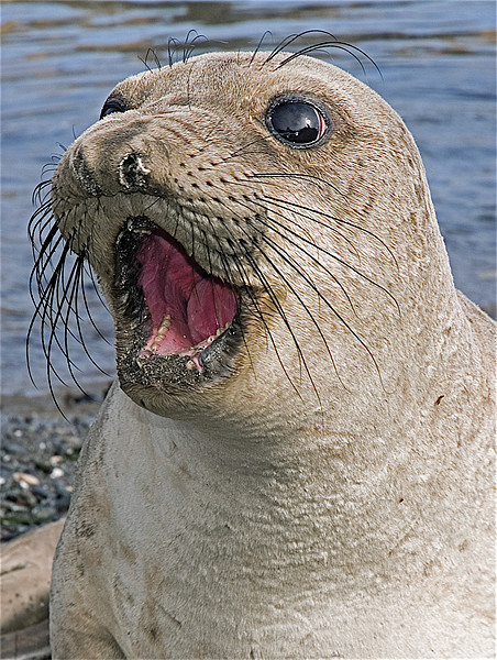 Female Northern Elephant seal, Mirounga angustiros Picture Board by Eyal Nahmias