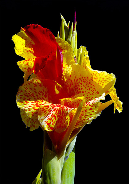 Canna Lily Picture Board by Eyal Nahmias