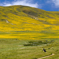 Buy canvas prints of Spring landscape, California Poppy Reserve by Eyal Nahmias