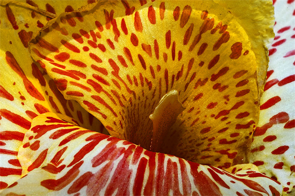 Canna Lily with red stripes and dots , in bloom. I Picture Board by Eyal Nahmias