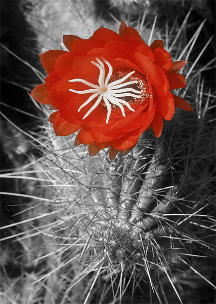 Red Cactus flower blossom Picture Board by Eyal Nahmias