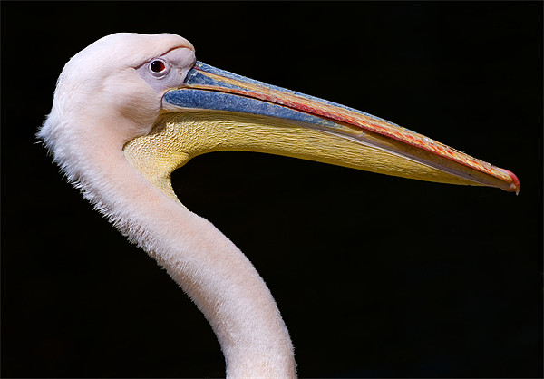 Pink Pelican Picture Board by Eyal Nahmias