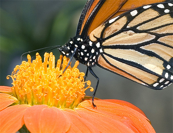 Monarch Butterfly Picture Board by Eyal Nahmias